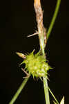 Sulphur sedge